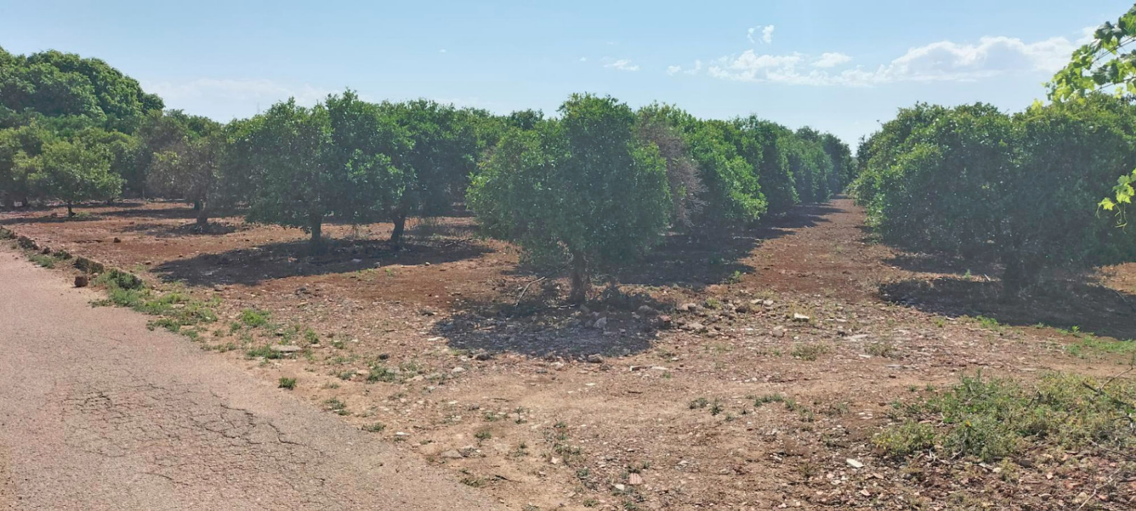 Terreno en venta en El Vergel, Alicante de 4827 m²